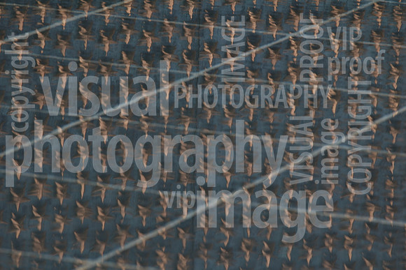 sps_0625_1046806186