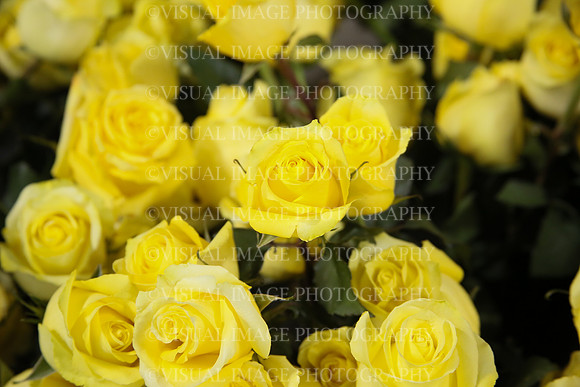 STEV_0005