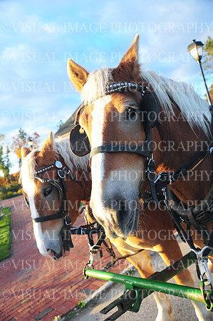 NEVS_0035