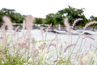 SSHF_ALPHA_0517