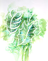 colocasia2