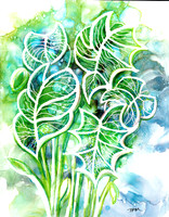 colocasia3