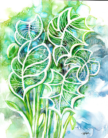 colocasia3
