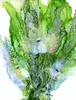 limewash