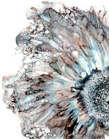 bwdaisy2