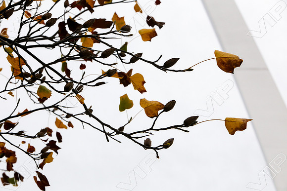 SSHF_DMM_0635