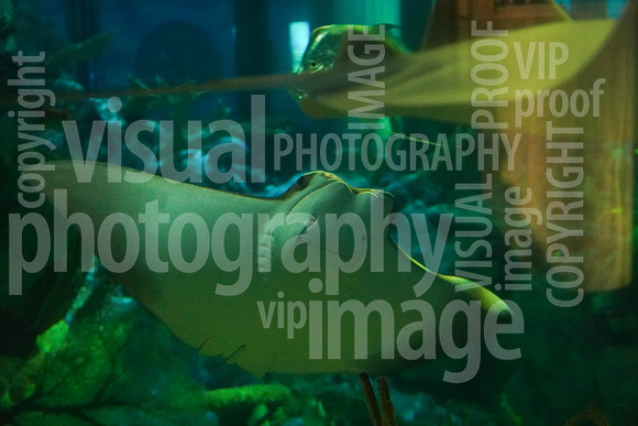sps_0003_1013303295