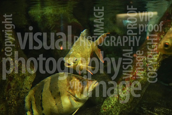 sps_0007_1013303302