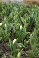 sps_0046_0027873