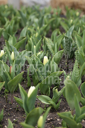 sps_0046_0027873
