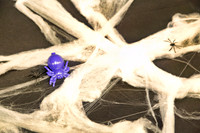sps_0026_1034135947