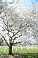 Bravo-Arlington National Cemetery