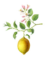 AnnaRepp10