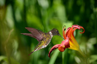 R.Mangan 12 Hummingbird