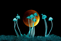 R.Mangan 14 Red Moon With Mushrooms