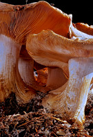 R.Mangan 16 Mushroom Forest