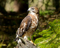 R.Mangan 18 Broad-winged Hawk