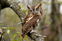 R.Mangan 19 Screech Owl