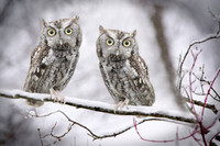 R.Mangan 20 Two Scdreech Owls