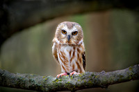 R.Mangan 21 Saw-Whet Owl