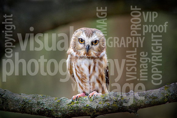 R.Mangan 21 Saw-Whet Owl