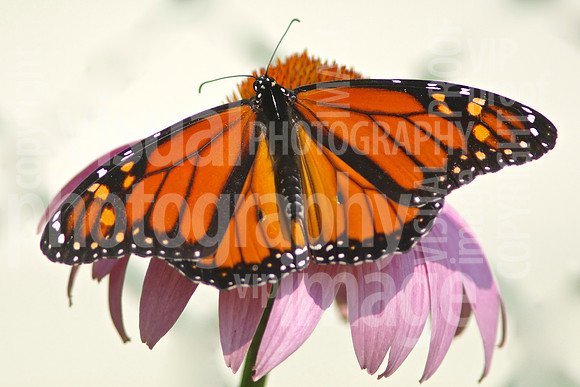 R.Mangan 22 Monarch Butterfly