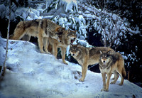 R.Mangan 3 Wolf Quartet