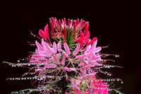 R.Mangan 4 Flower With Dewdrops