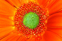 R.Mangan 6 Flower Detail