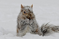 R.Mangan 7 Squirrel in Snow