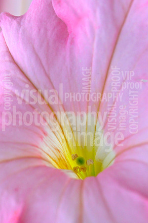 R.Mangan 24 Flower Detail 2