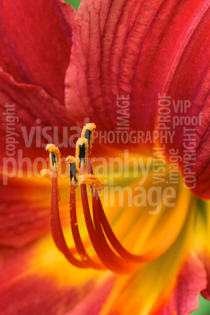 R.Mangan 25 Flower Detail 3