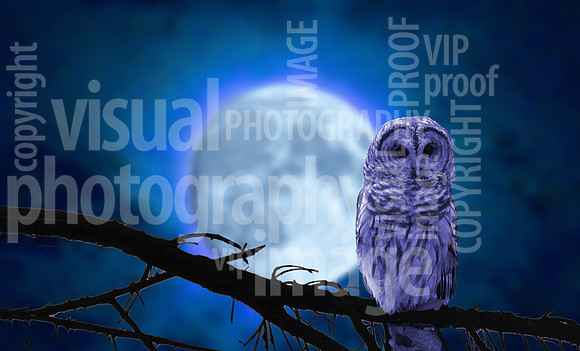 R.Mangan 28 Owl With Moon