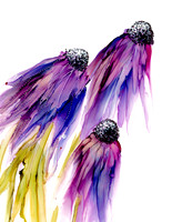 Coneflower