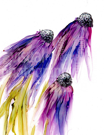 Coneflower
